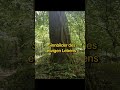 Schutz und Weisheit #шаманскиепрактики #natur #schamanismus #spiritualität #wald #bäume