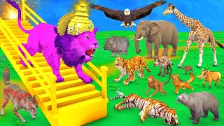 जादुई सीढ़ियाँ और रंगीन शेर बना जंगल का राजा Magical Staircase aur Rangeen Sher Funny Animals Videos