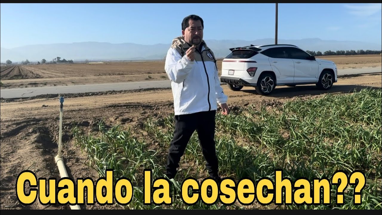 ESTABAN  LOS PAISANOS EN LA LIMPIEZA DE  VERDURA PERO POR AQUI PASO IMIGRACION Y DEJARON  DE TRABAJA