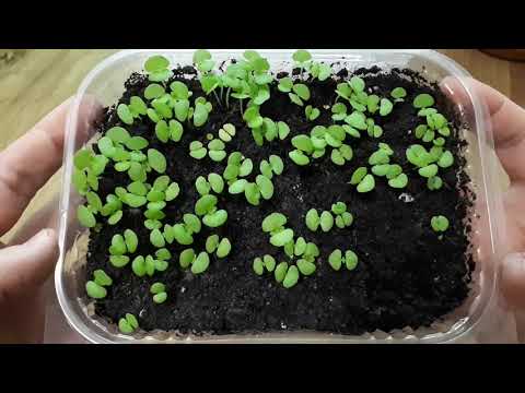 Как вырастить колеус из семян в домашних условиях на рассаду