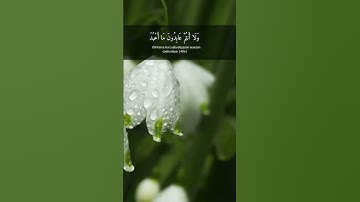 قل يأيها الكافرون 🌿 حالات واتس اب قرآن كريم