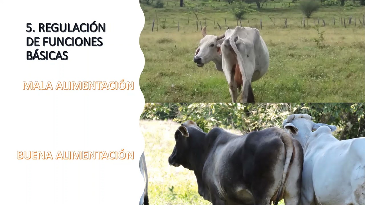 ALIMENTACIÓN BOVINA-ASPECTOS BASICOS/BOVINE FEED-BASIC ASPECTS