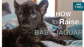 How to raise a baby jaguar  Big Cats about the house  BBC Two