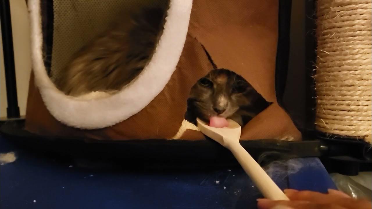 Fluffy eating a squishy treat - YouTube