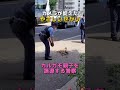 カルガモ親子を優しく誘導する警察#カメラが捉えた #動物 #感動 #やさしいせかい #防犯カメラ #ほっこり映像 #防犯カムカム #防犯CAMCAM