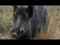 Hunting British wild boar
