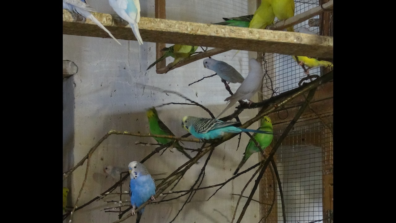 Самцы докармливают птенцов. Размножение волнистых попугаев.