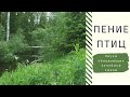 Звуки природы, пение птиц, Звуки Леса, для релаксации, сна. Звуки обладающие лечебной силой