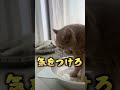 大事な話がある！！猫の会話がかわいい！#shorts