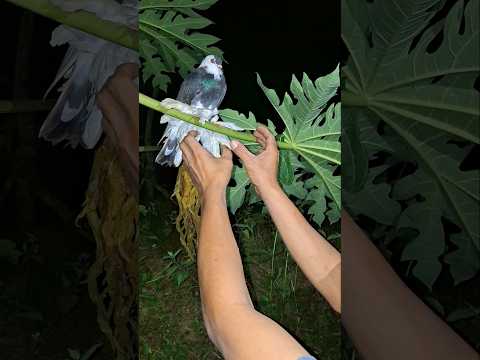 Merpati - Tak Selamanya Selingkuh Itu Indah (Official Music Video NAGASWARA)