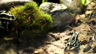 голос, пение, ухаживание лягушек древолазов Dendrobates truncatus Желтополосый древолаз голос, пение, ухаживание лягушек древолазов Dendrobates truncatus Желтополосый древолаз