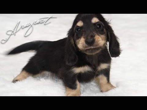 black and cream dachshund