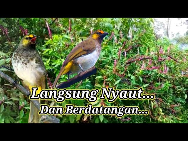 Suara Burung cucak Wilis Pikat || Langsung Nyaut Berdatangan class=