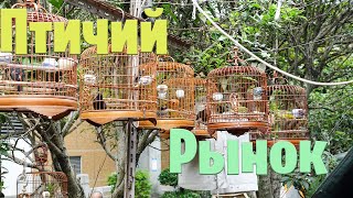 видео: Птичий рынок: экзотические звери на улицах Харбина картинка: Птичий рынок: экзотические звери на улицах Харбина