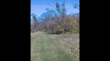 Crash!!!!!!!! Avios bush mule FPV into tree #dji #shortvideo #drone #crash #avaition #fpv