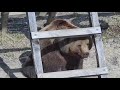 Улыбающийся мишка сидит под лестницей 🐻🌝 Медведь Мансур