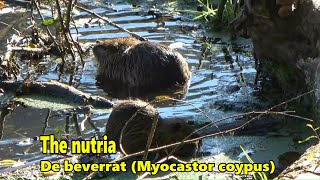 De Beverrat , The Nutria (Myocastor coypus)