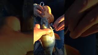 Окунь на реке Ишим! #shorts #рыбалка #мормышинг #наноджиг #fishing #джиг