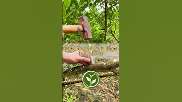 Hoe ent je fruitbomen in één minuut? #kortevideo #tuin #howto #viralevideo #kamerplanten