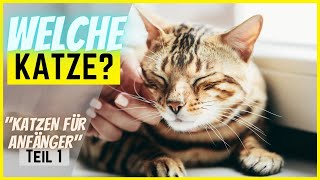 Welche Katze passt zu mir? 🐈 [Katzen für Anfänger Teil 1/3] 🧶