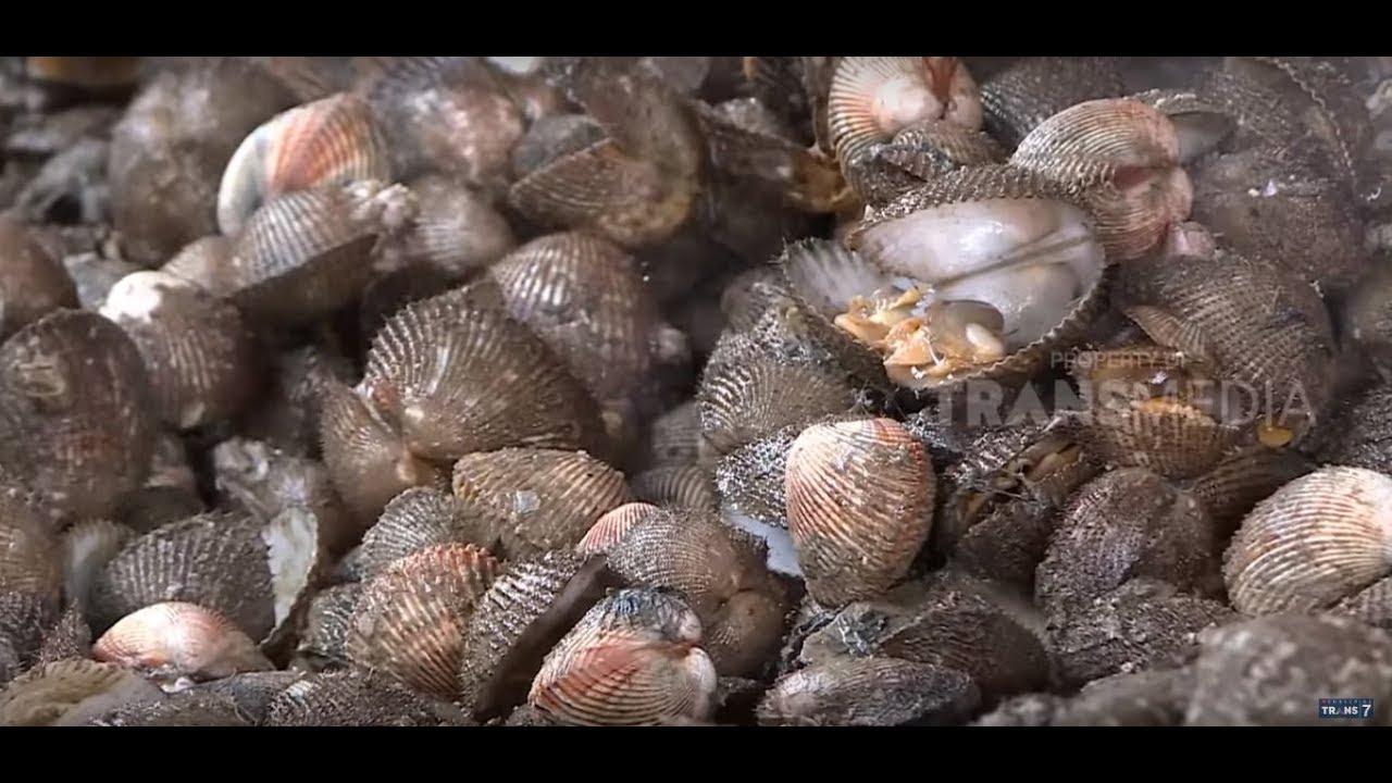 Kerajinan Kulit Kerang Unik dan Bernilai Tinggi RAGAM 