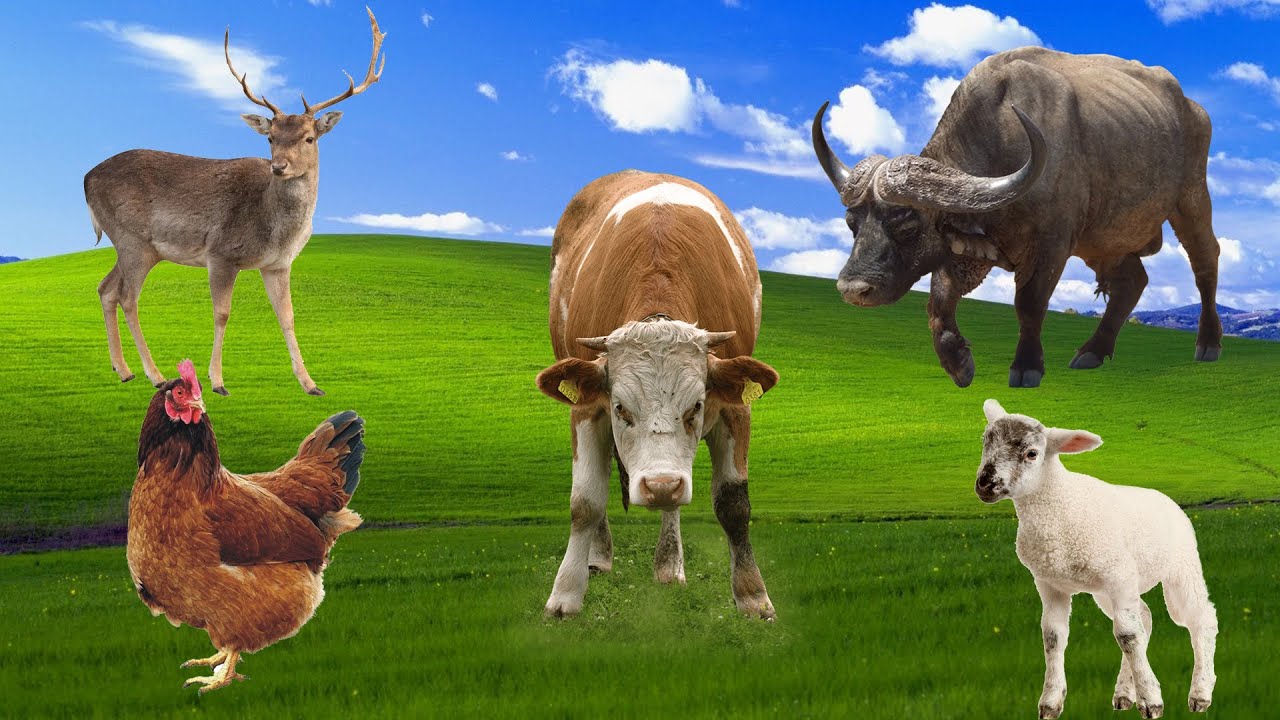 Fun with animal sounds cow, cat, monkey, goat, tiger, elephant YouTube