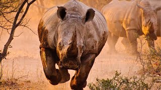 Aggressive &amp; Scared Rhino Attacks on a Jeep in jungle | People Are Awesome