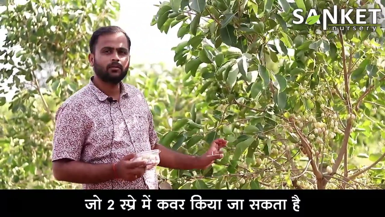 संकेतनर्सरी - व्हाइट  जमून ची बाग 🌱 mob- 9822780569