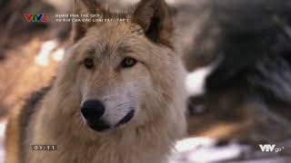 [VTVLIFE - THẾ GIỚI ĐỘNG VẬT] - Câu chuyện về chó sói.