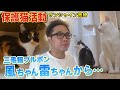 【保護猫活動】サンシャイン池崎さんの自宅で預かっている新入りネコのブルボンが深夜に…