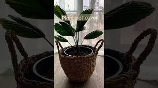 H&M HOME のストレージバスケット（収納かご）を鉢カバーにしてみた｜観葉植物｜インドアプランツ