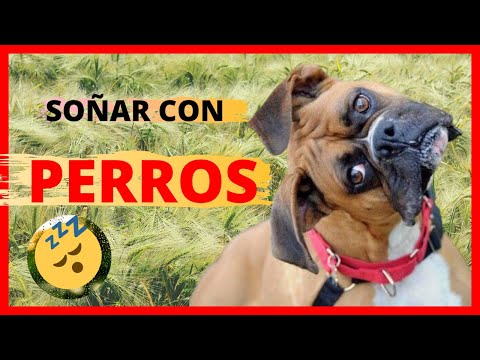 Que significa soñar con cachorros de perro