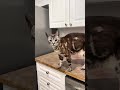 He wins 😹🐄 #cowcat #cats #naughtycats #bengalcats #catfluencer