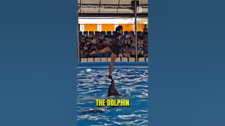 The Best Dolphin Trick Ever!