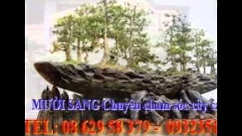 [[[0932351048.]] nhận cắt, tỉa, chăm sóc cây cảnh quận 2.tphcm