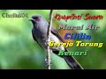 Masteran Kompilasi Suara Burung Paling Joss Mp3 - Mp4 Download