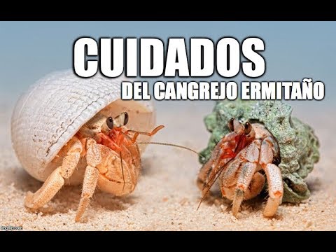 Video: Cangrejos ermitaños de tierra como mascotas