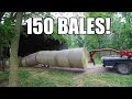 DUMPING 150 BALES & MOVING COWS!