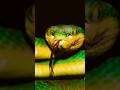 Why Did Allah Create Snake🐍?# islam# history#