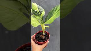 Spathiphyllum Sensation Mauna Loa | OKANOKA.COM | Selling Tropical Plants & Houseplants