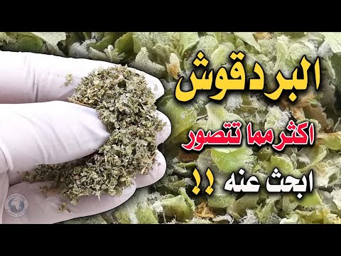 ماذا سيحدث لجسمك بعد شرب كوب البردقوش يعطيك اكثر مما تتصور