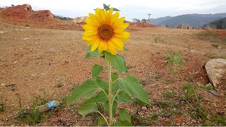Hii ndiyo sababu ya mmea huu kufananishwa na jua | Sunflower