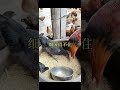 鸡病咨询养鸡秘诀 散养土鸡生态养殖土鸡 养鸡小妙招 搞笑 饲养员日常 科普 鸡病咨询养鸡秘诀 散养土鸡生态养殖土鸡 养鸡小妙招 搞笑 饲养员日常 科普