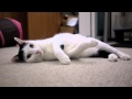 Japanese Bobtail kitty is rolling on the floor の動画、YouTube動画。