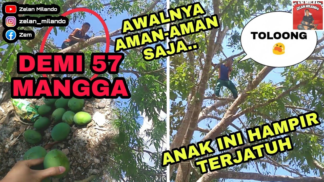 Cara Memanjat Pohon Mangga || di Kebun Sendiri || Parah man😱 