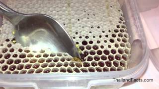 Thailand Honey In Honeycomb