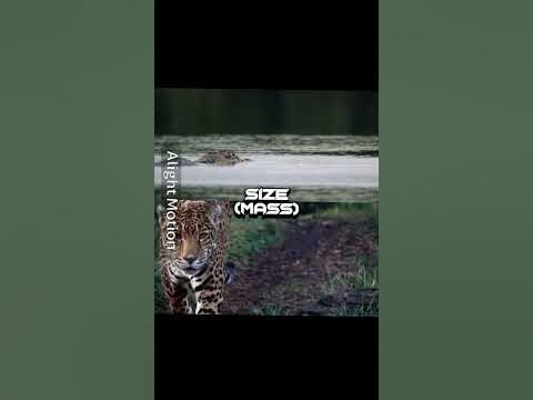 Black caiman vs jaguar - YouTube