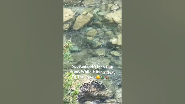 You Won't Believe This 40-Inch Bull Trout on My Hike!