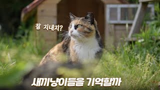 마당에 온 어미냥이를 알아보는 새끼냥이들 | 쫀니와 쪼꼬미들 | 🏝️베베집사 제주살이