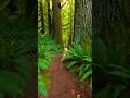 #NatureLovers #ForestVibes #PeacefulNature #RelaxingNature #NatureVideo #NatureSounds